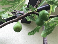 garden_59