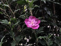 garden_60