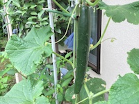 garden_61