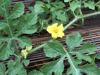 garden_62
