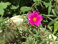 garden_63