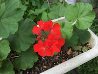garden_64