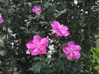 garden_65