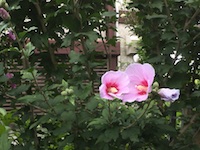 garden_66