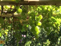 garden_67