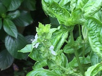 garden_68