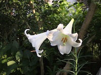 garden_69