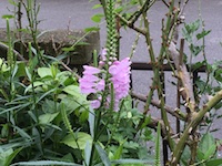 garden_70