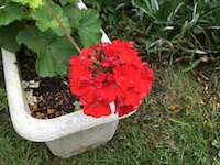 garden_71