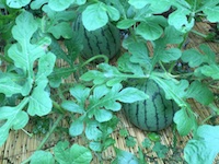garden_72