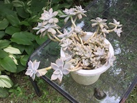 garden_73