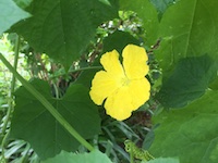 garden_74