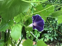 garden_75