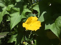 garden_76