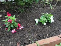 garden_77