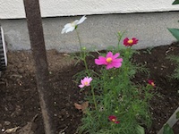 garden_78