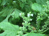 garden_79