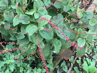 garden_80