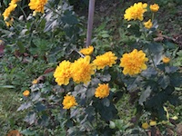 garden_81