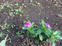 garden_82
