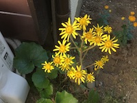 garden_83
