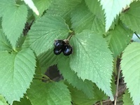 garden_84