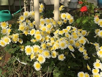 garden_85