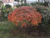 garden_86