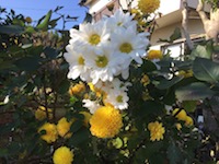 garden_87