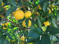 garden_88